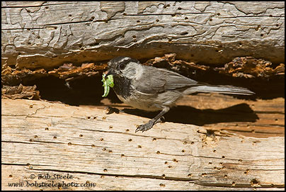 Mountain Chickadee (Poecile gambeli)