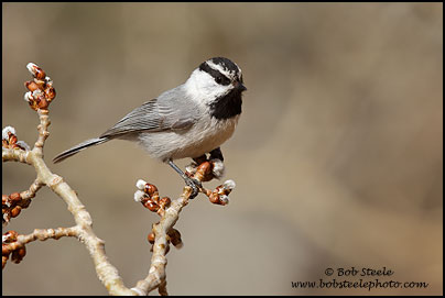 Mountain Chickadee (Poecile gambeli)