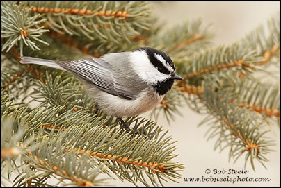 Mountain Chickadee (Poecile gambeli)