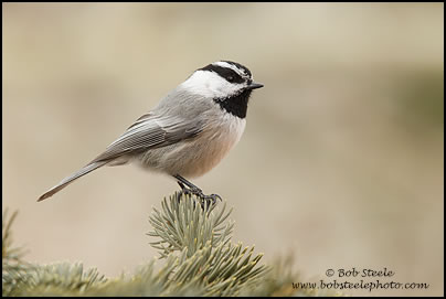 Mountain Chickadee (Poecile gambeli)