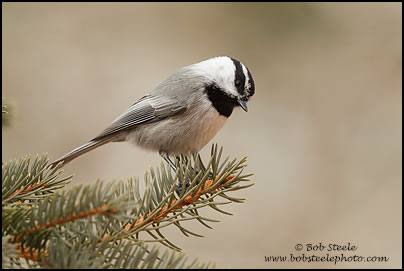 Mountain Chickadee (Poecile gambeli)