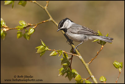 Mountain Chickadee (Poecile gambeli)