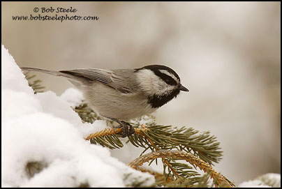 Mountain Chickadee (Poecile gambeli)