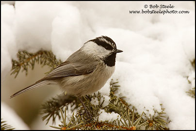 Mountain Chickadee (Poecile gambeli)
