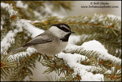 Mountain Chickadee (Poecile gambeli)