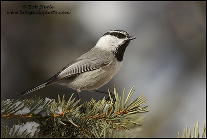 Mountain Chickadee (Poecile gambeli)