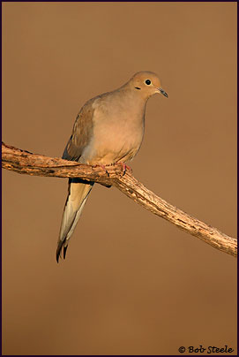 Mourning Dove (Zenaida macroura)