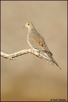 Mourning Dove (Zenaida macroura)