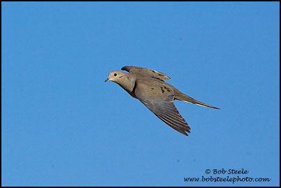 Mourning Dove (Zenaida macroura)