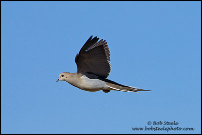 Mourning Dove (Zenaida macroura)