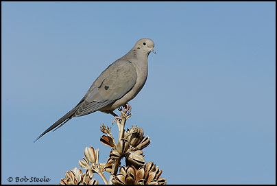 Mourning Dove (Zenaida macroura)