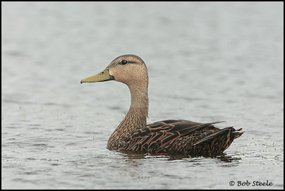 Mottled Duck (Anas fulvigula)