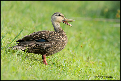 Mottled Duck (Anas fulvigula)