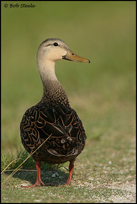 Mottled Duck (Anas fulvigula)