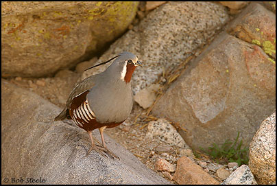 Mountain Quail (Oreortyx pictus)