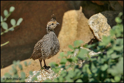 Mountain Quail (Oreortyx pictus)
