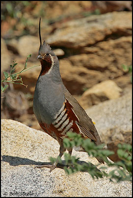 Mountain Quail (Oreortyx pictus)