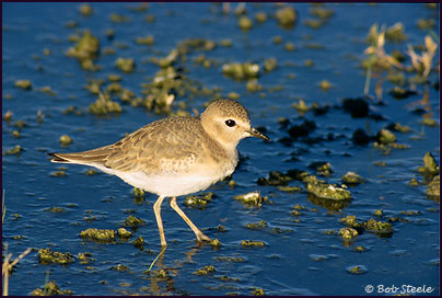 Mountain Plover (Charadrius montanus)