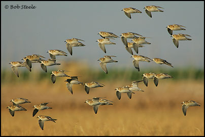 Mountain Plover (Charadrius montanus)