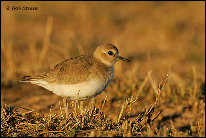 Mountain Plover (Charadrius montanus)