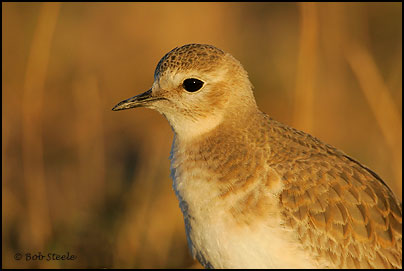 Mountain Plover (Charadrius montanus)