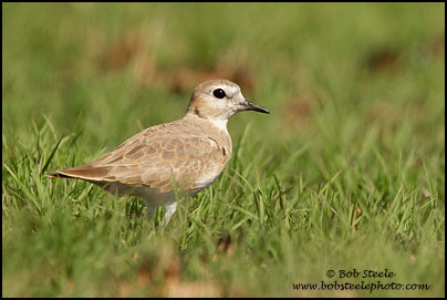 Mountain Plover (Charadrius montanus)