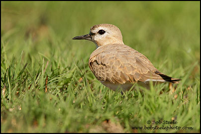 Mountain Plover (Charadrius montanus)