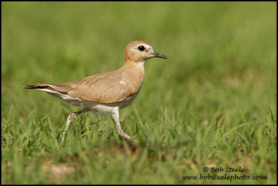 Mountain Plover (Charadrius montanus)