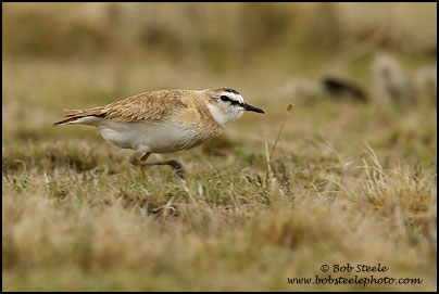 Mountain Plover (Charadrius montanus)