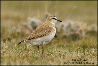 Mountain Plover (Charadrius montanus)