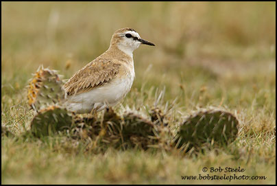 Mountain Plover (Charadrius montanus)