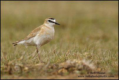 Mountain Plover (Charadrius montanus)