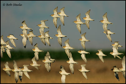 Mountain Plover (Charadrius montanus)