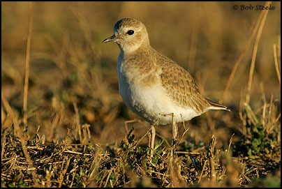 Mountain Plover (Charadrius montanus)