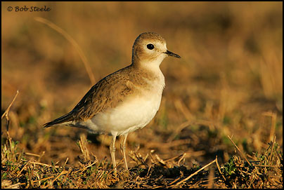 Mountain Plover (Charadrius montanus)