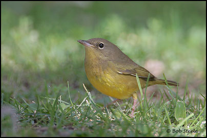Mourning Warbler (Oporornis philadelphia)