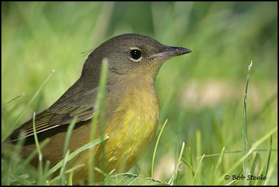 Mourning Warbler (Oporornis philadelphia)