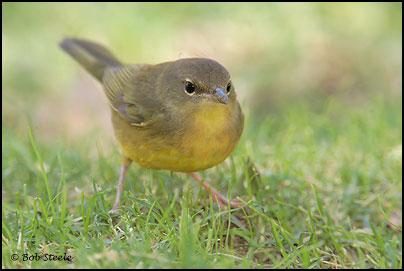 Mourning Warbler (Oporornis philadelphia)
