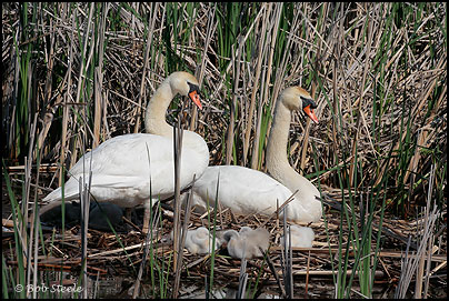 Mute Swan (Cygnus olor)
