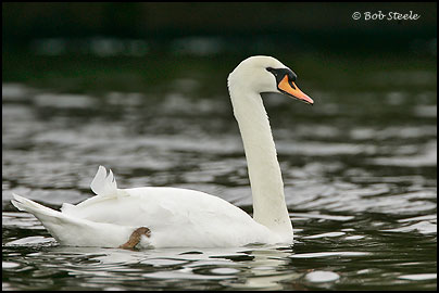 Mute Swan (Cygnus olor)