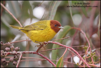 "Mangrove" Yellow Warbler (Dendroica petechia bryanti)