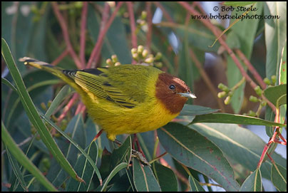 "Mangrove" Yellow Warbler (Dendroica petechia bryanti)