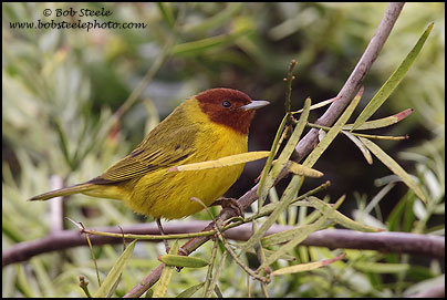 "Mangrove" Yellow Warbler (Dendroica petechia bryanti)