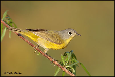 Nashville Warbler (Vermivora ruficapilla)