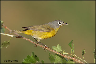 Nashville Warbler (Vermivora ruficapilla)