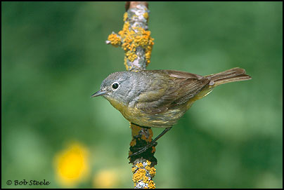 Nashville Warbler (Vermivora ruficapilla)