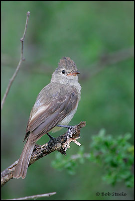 Northern Beardless-Tyrannulet (Camptostoma imberbe)