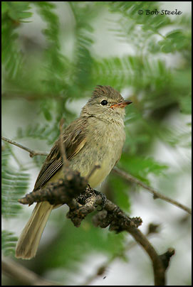 Northern Beardless-Tyrannulet (Camptostoma imberbe)