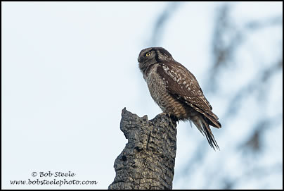Northern Hawk Owl (Surnia ulula)