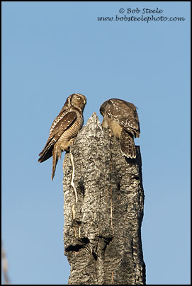 Northern Hawk Owl (Surnia ulula)